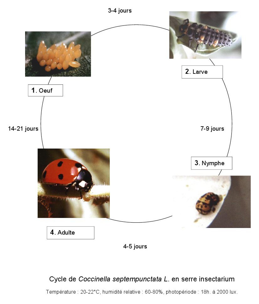 Cycle de vie de Coccinella septempunctata. Photos oeuf et larve : Yves Leclerc - Photo adulte : Lacherez - Photo nymphe coccinelle : Beatrice Bouteloup